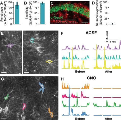 Prolonged Gi Pathway Activation In Ca1 Astrocytes Reduces Their Calcium