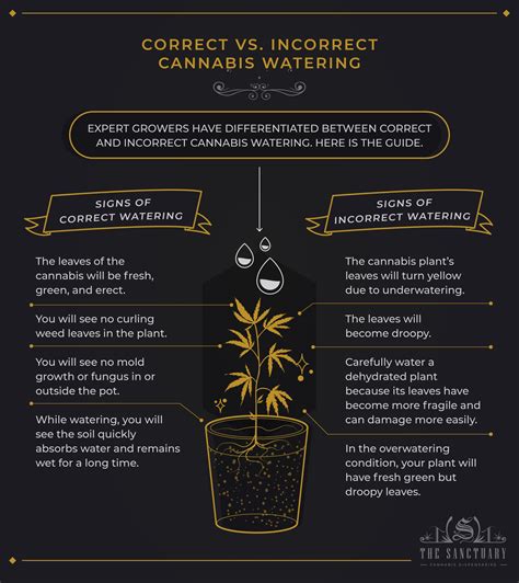 How Often To Water Cannabis: Find 4 Factors To Do It Right - The Sanctuary