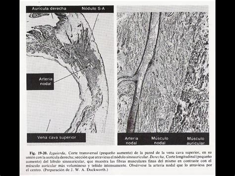 M Dulo Cardiocirculatorio Ppt Descarga Gratuita