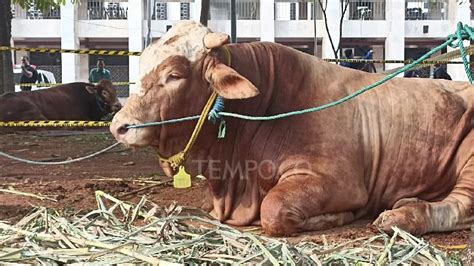 Adu Bobot Sapi Jokowi Dan Prabowo Di Hari Raya Idul Adha Simmental