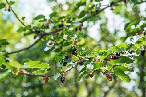 新黑圖庫、照片和背景素材免費下載 Pngtree