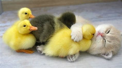 Kitten Mio And Ducklings Sleep Sweetly Together While Mom Cat Is