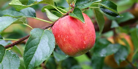 Zone 9 Apple Trees: A Growers Guide - GFL Outdoors