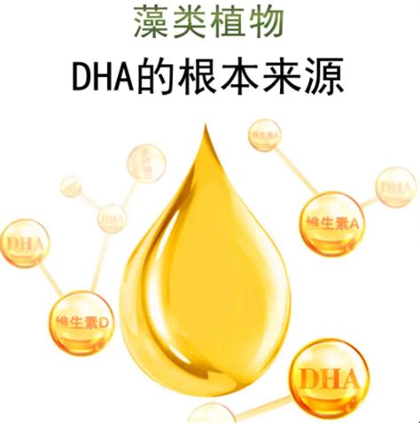 Dha哪个牌子靠谱 Dha产品怎么选 哔哩哔哩