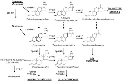 Biosynthesis Pathway