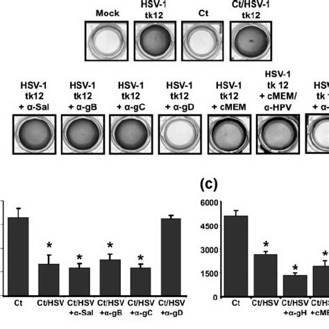 Co Infection Of C Trachomatis With Antibody Pre Incubated Hsv Tk