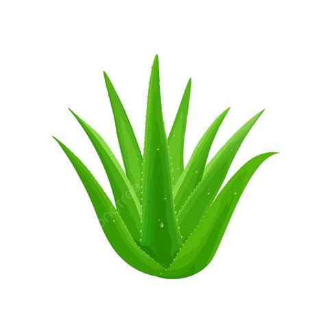 Aloe Vera Plant Leaf Vector, Medicine, Alternative, Cosmetic PNG and ...