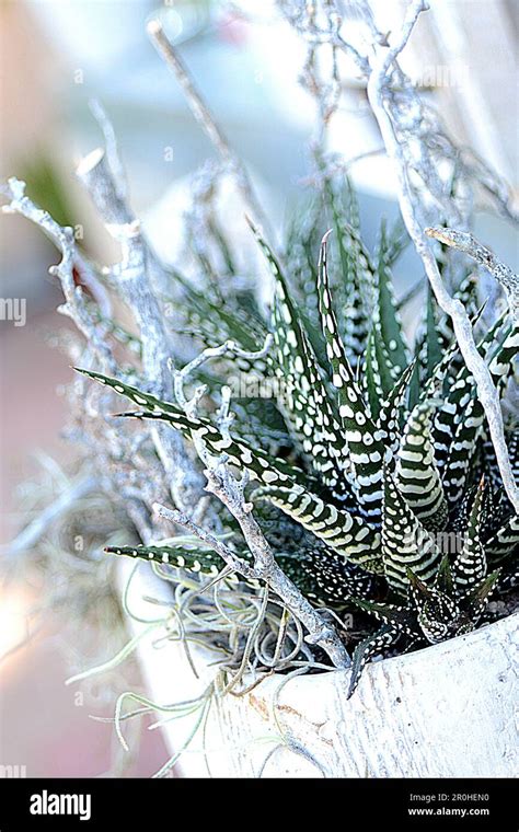 Zebra Plant Haworthia Fasciata Big Band Haworthia Fasciata Big Band