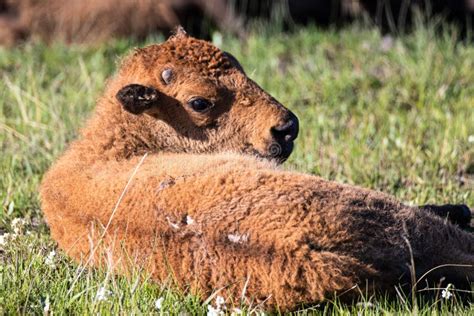 Baby Bison in Yellowstone Park Meadow Stock Photo - Image of birth ...