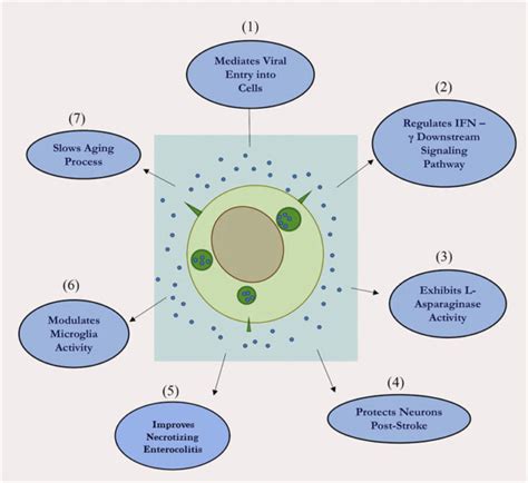 Neural Stem Cell Derived Extracellular Vesicles Attributes And