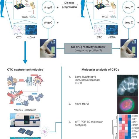 Evolving Genomic Classification Of Nsclc Li T Et Al J Clin Oncol