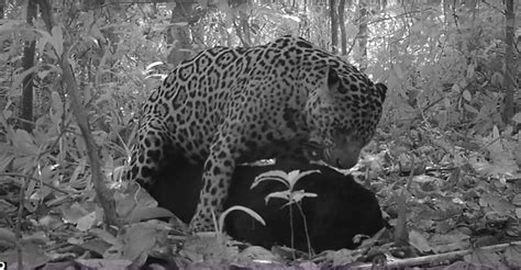 Video Schwarzer Jaguar bei der Paarung ertappt Wildtierkamera fängt erstmals Sex eines