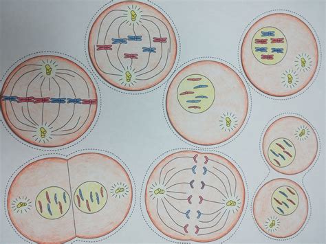 Mitosis Coloring Mitosis Flip Book Pdf Alliancejes