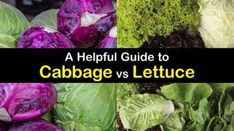 Differences between Cabbage and Lettuce