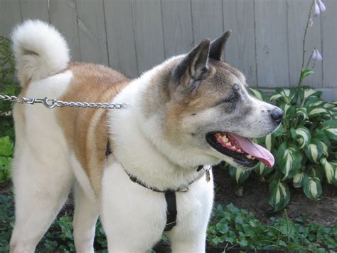 Teddy Mars Orphan Midwest Akita Rescue Society