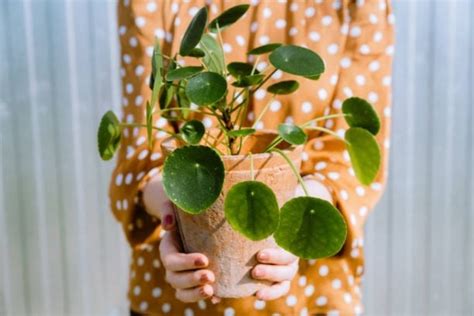 La Planta Que Debes Poner En Tu Entrada Para Atraer Amor