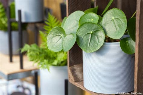 Plantes D Int Rieur Faciles Pour D Corer Votre Maison D Tente