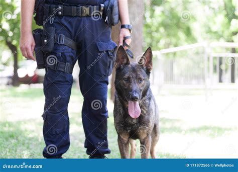 Policeman with Belgian Malinois Police Dog Stock Photo - Image of ...