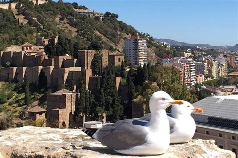 Malaga Private Gef Hrte Tour Hellotickets