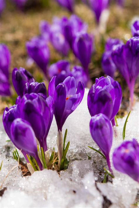 Types Of Purple Flowers Spring Flowers Purple Flowers 25 Gorgeous