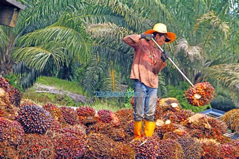 Palm Oil Refiners Asks Govt To Lift Mco On Plantation Industry Mpoc