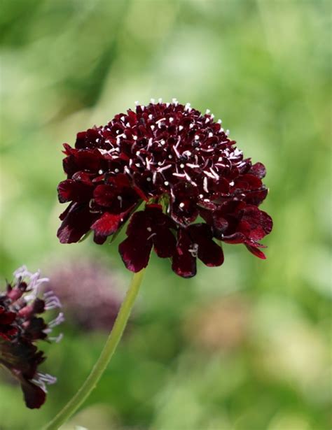 Scabiosa Atropurpurea Black Knight Picturethis