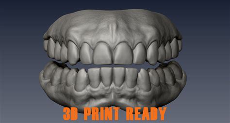 Real Teeth 3d Scan For 3d Print 3d Model 3d Printable Cgtrader