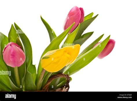 Beautiful tulips Stock Photo - Alamy