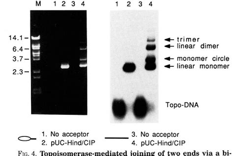 Figure 1 From Novel Approach To Molecular Cloning And Polynucleotide