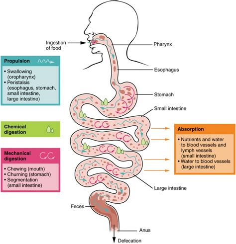 Digestive System Concept Map Map Worksheets