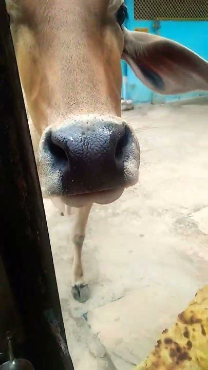 New Cow 🐮 Videoshortsviralyoutubeshortslike And Comment And