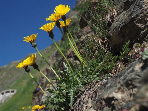 Rough Hawkbit From Stilfser Joch S Dtirol Italien On July At