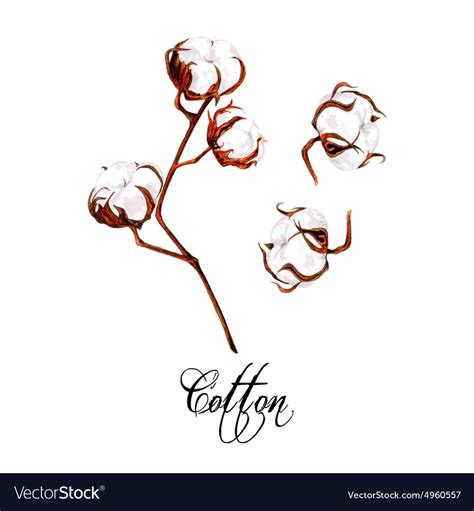 Cotton plant Royalty Free Vector Image - VectorStock