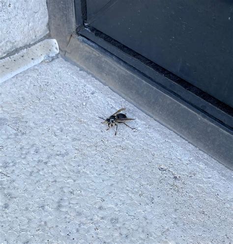 What kind of bee/wasp/hornet is this? : r/whatsthisbug