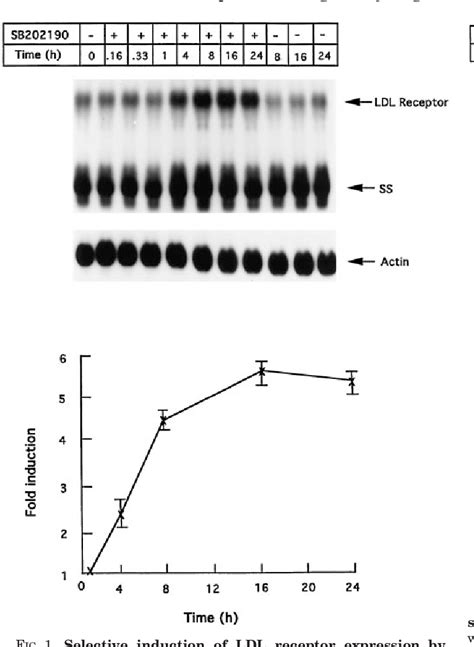 Figure From One Way Cross Talk Between P Mapk And P Mapk