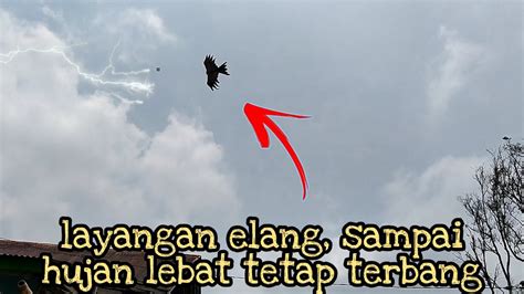 Layangan Burung Terbaik Anti Badai Youtube