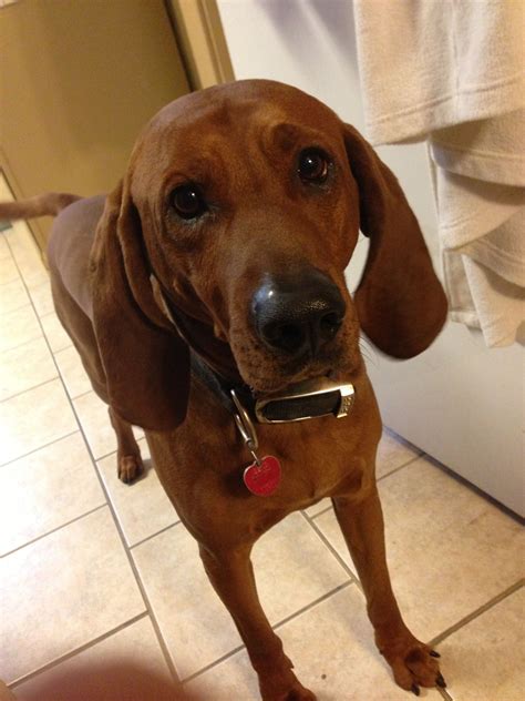 Redbone coonhound | Redbone coonhound, Coonhound, Coonhound puppy