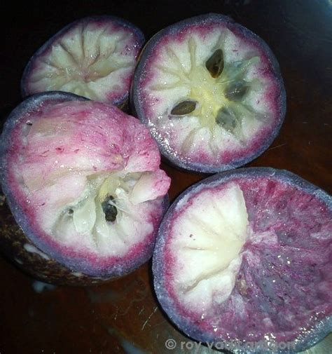 kaimito, star apple milky summer delight ~ PINAKBET REPUBLIC