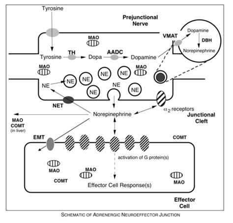 Adrenergic Autonomic Pharmacology Flashcards Quizlet