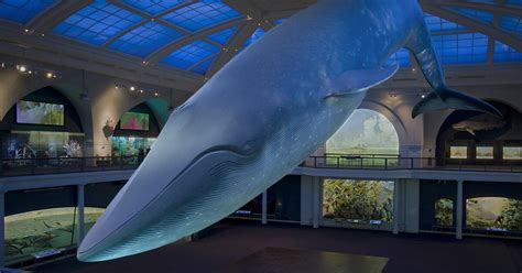 What Color Is A Blue Whale Video Amnh