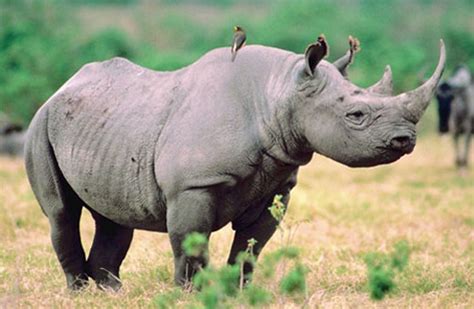 Black Rhinoceros - It's Nature