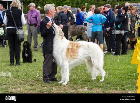 Handler With Borzoi Standing With A Crowd Of Owners And Handlers At A