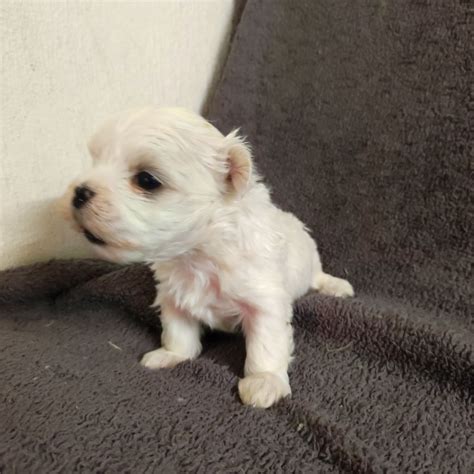 Chiot Elevage Du Moulin De La Terrasse Eleveur De Chiens Bichon Maltais