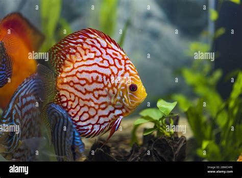 Close Up View Of Gorgeous Colorful Aquarium Fishes Discus Beautiful