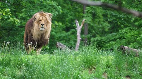 Premium Photo | Katanga lion