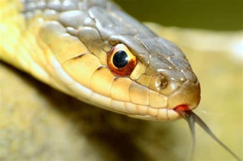 Virginia Snakes Identification Guide: Background Info & Pics