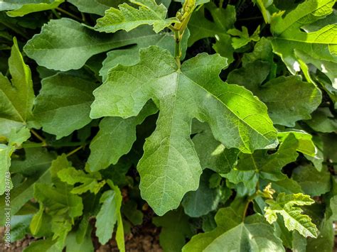 Edible fig (Ficus carica) leaves - closeup Stock Photo | Adobe Stock