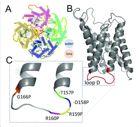 | Schematic diagrams illustrating the separate pathways proposed to ...