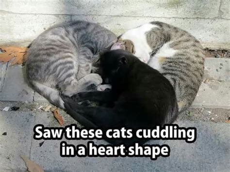 Saw These Cats Cuddling In A Heart Shape Cat Sleeping Crazy Cats