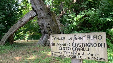 Il Castagno Dei Cavalli Vince Il Concorso Tree Of The Year